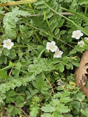 Phacelia platycarpa, photograph (c) Erick Vélez Sánchez, some rights reserved (CC BY)