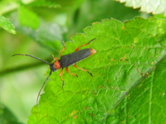 Phytoecia affinis