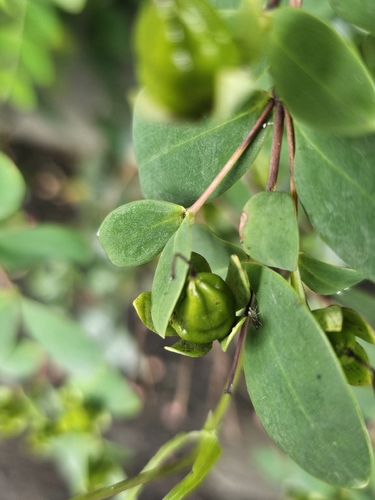 Hypericum formosanum observed 2026-06-17