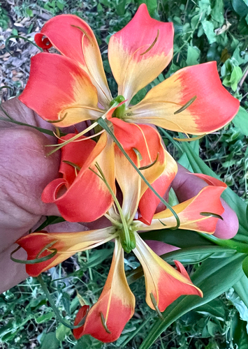 flame lily