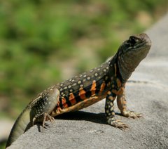 Leiolepis belliana