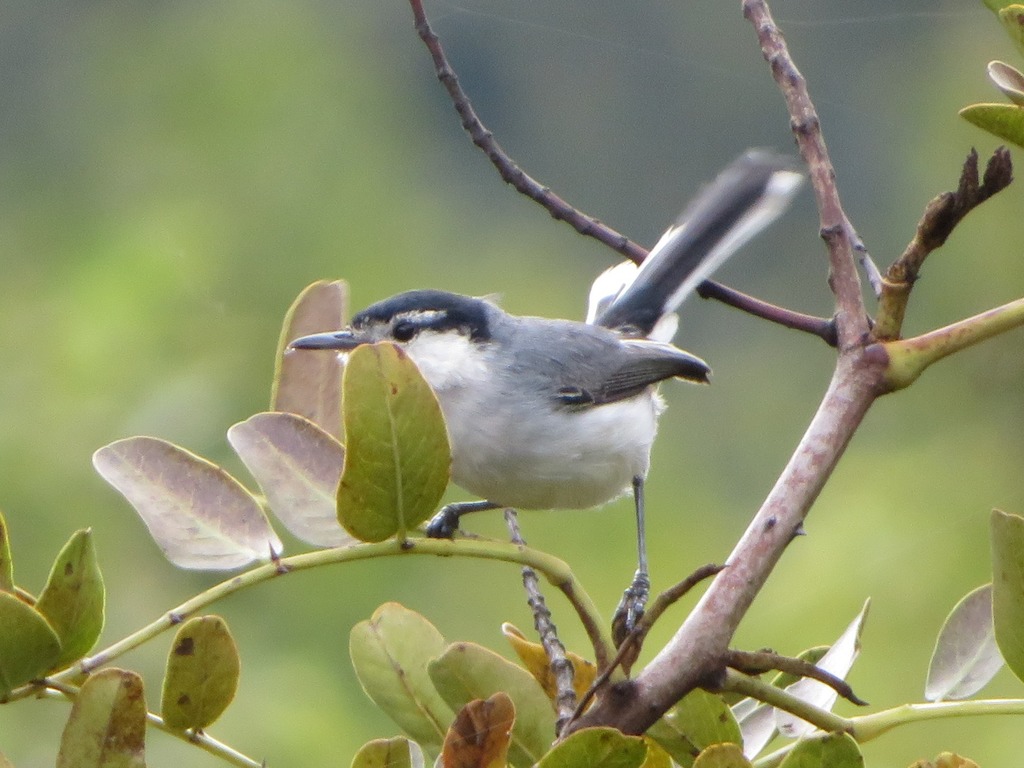 Marañón Gnatcatcher