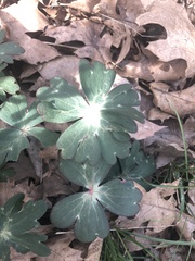 Delphinium nudicaule
