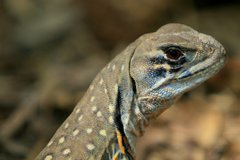 Leiolepis belliana