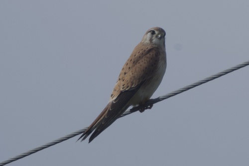 Nankeen Kestrel