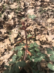Delphinium nudicaule