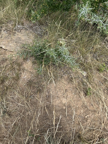 lotebush