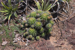 Echinopsis calochlora