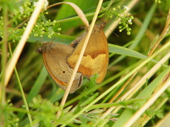 Maniola jurtina