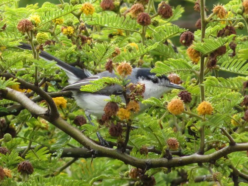 Subspecies Polioptila plumbea maior · iNaturalist
