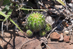Echinopsis calochlora