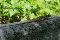 Leiolepis belliana