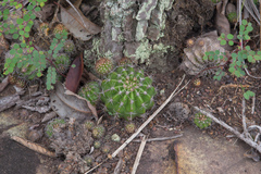 Echinopsis calochlora