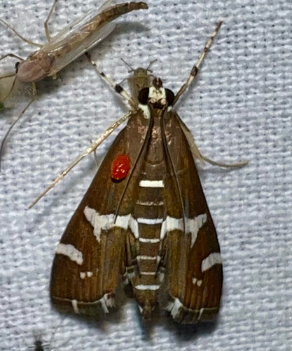Hawaiian Beet Webworm Moth