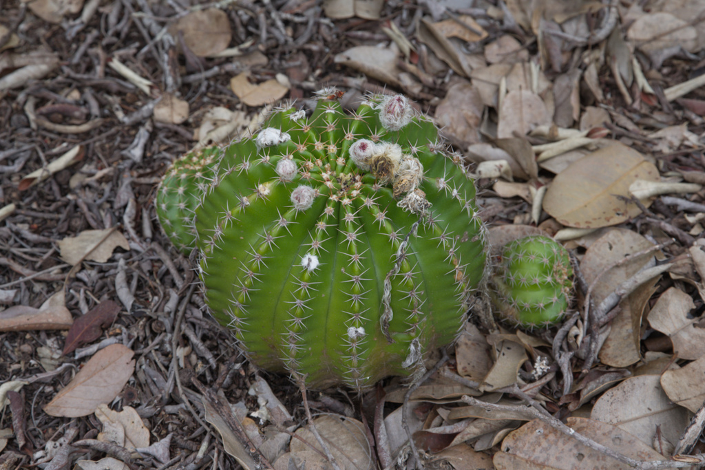 Echinopsis calochlora