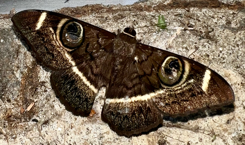 Creamstriped Owl