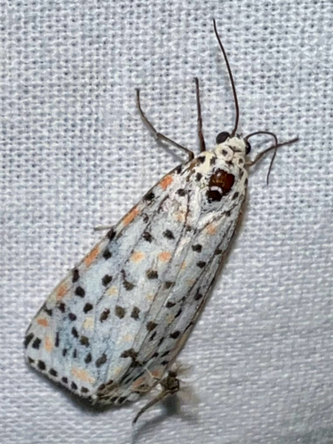 Crimson-speckled Flunkey