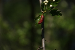 Dysaphis crataegi