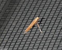 Caloptilia invariabilis