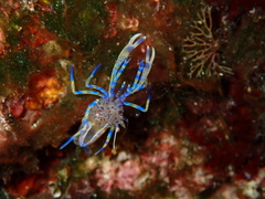 Periclimenes aegylios