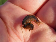 Gammarus pulex