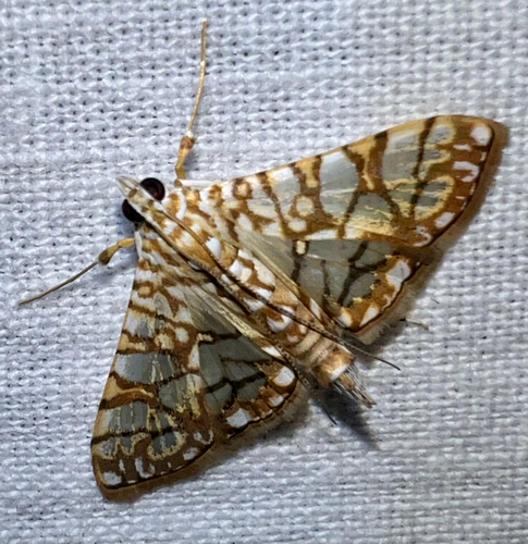 Variegated Pearl