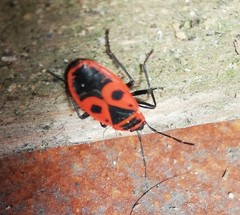 Pyrrhocoris apterus