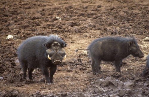 Giant Forest Hog