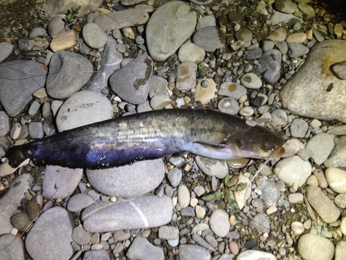 Silurus glanis