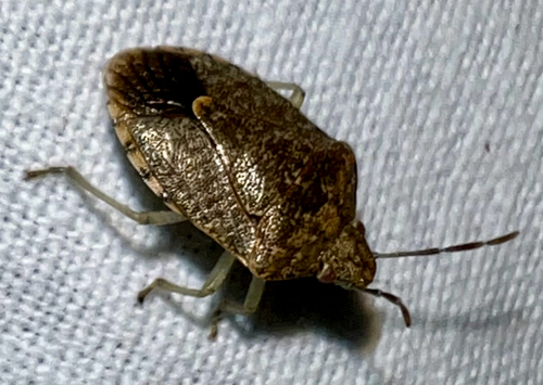 Dryadocoris apicalis