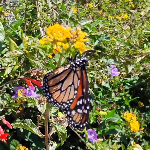 Monarch Butterfly
