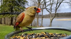 Cardinalis