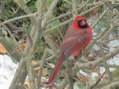 Cardinalis