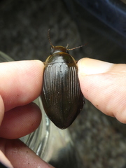 Dytiscus fasciventris