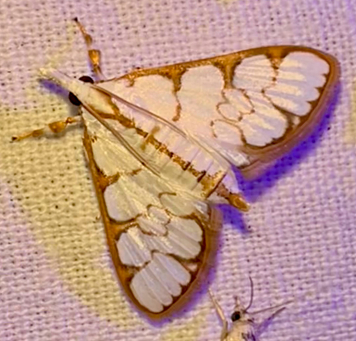 Goldlace Ivory