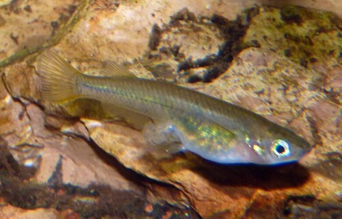 Sarasin-rijstvis (Oryzias sarasinorum) — Adrianichthyidae — 5