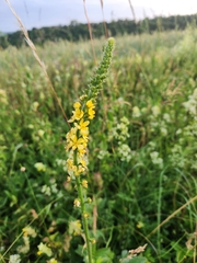 common agrimony