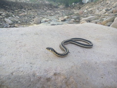 Thamnophis cyrtopsis cyrtopsis