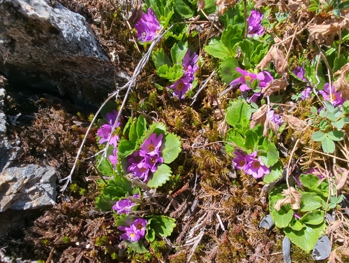 Primula cuneifolia, photograph 6