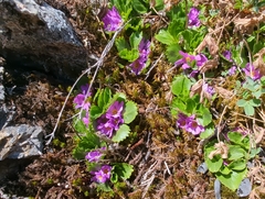 Primula cuneifolia, photograph (c) Matt Muir, some rights reserved (CC BY)