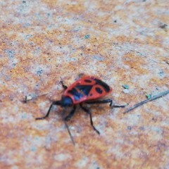 Pyrrhocoris apterus