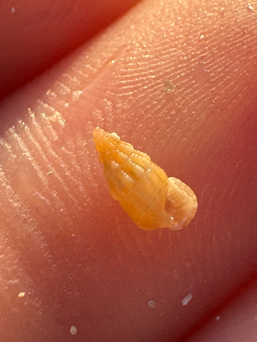 Ittibittium parcum observed 2026-06-09