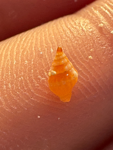Vexillum tusum observed 2026-06-09