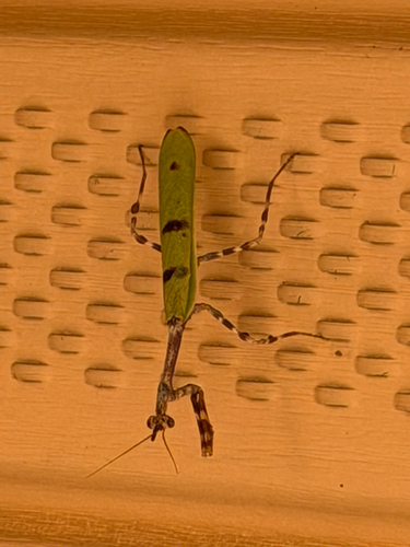 Arizona Unicorn Mantis photo 5