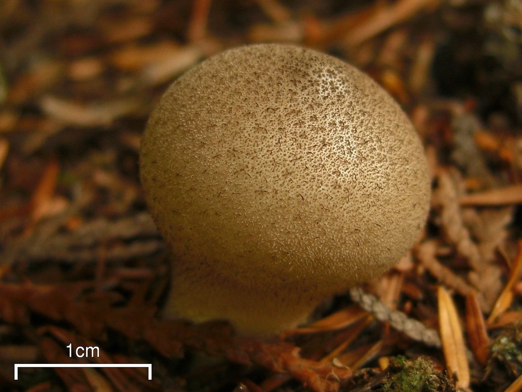 Common Puffball – Kitsap Peninsula Mycological Society