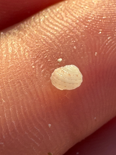 Herpetopoma gemmatum observed 2026-06-09