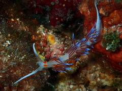 Cratena Nudibranch