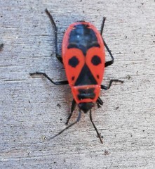 Pyrrhocoris apterus