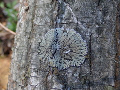 Physconia enteroxantha