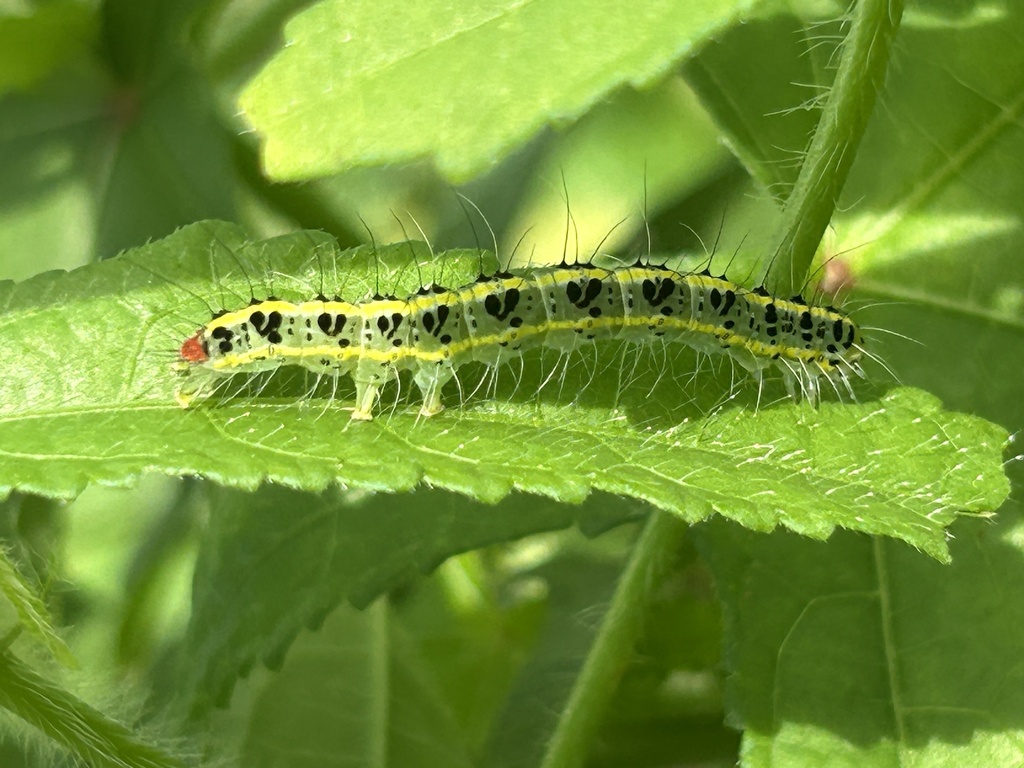 Transverse moth (Xanthodes transversa)